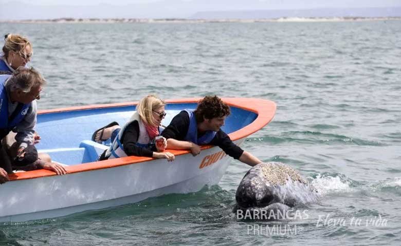 viajes a barrancas del cobre tour ballena gris